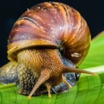 snail-424133_1920