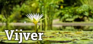 Vijver